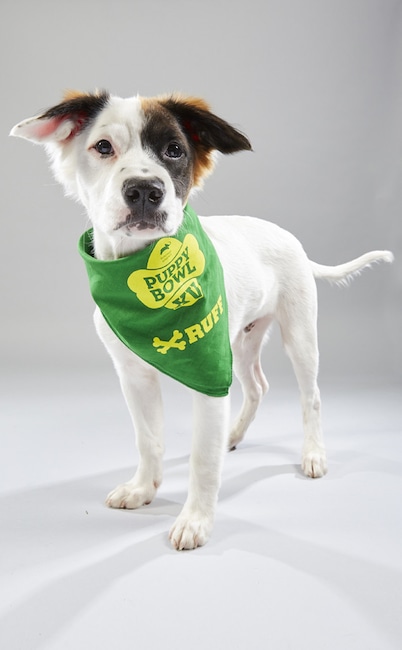 Puppy Bowl XV